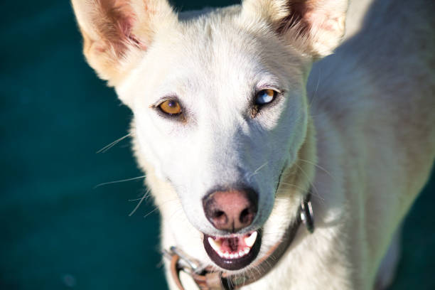 Very beautiful eyes