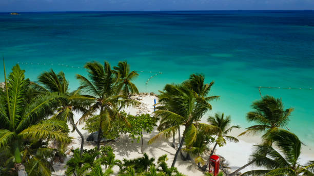 istock tropical palm trees on perfect beach, Dickenson Bay, Antigua 1156346228