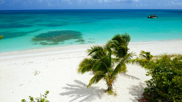 istock tropical palm trees on perfect beach, Dickenson Bay, Antigua 1156346230
