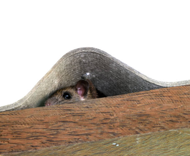 istock Hiding of mice 1156349961