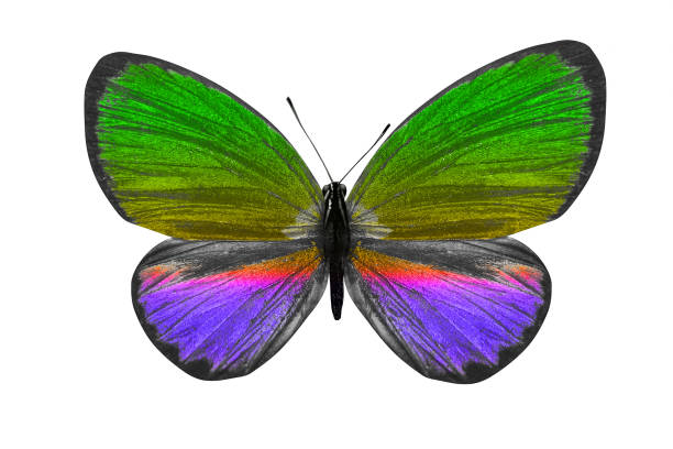 istock butterfly isolated on white. multicolor insect. tropical animal. template for design 1156350087