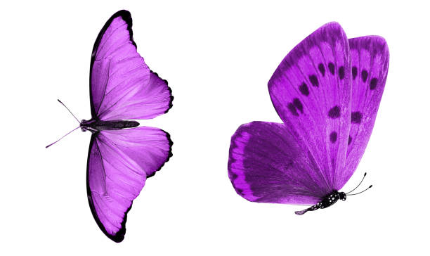 istock beautiful two purple butterflies isolated on white background 1156350295