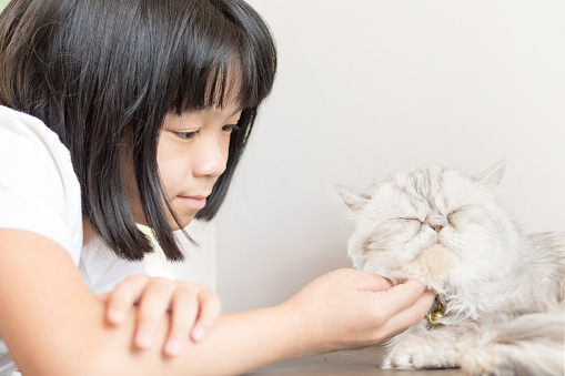Asia kid girl playing with Siamese white cat. Little happy Asian child lay down softly touching her pet. Love Your Pet Day. Animal concept
