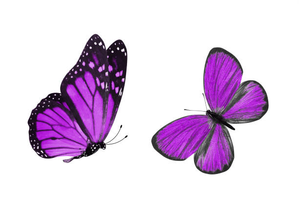 istock beautiful two purple butterflies isolated on white background 1156351134