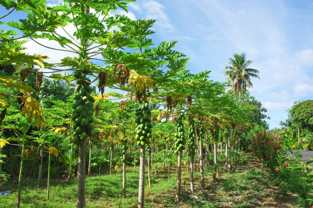papaya plantation stock photo