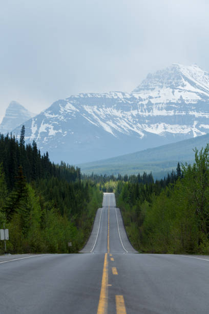 istock Road lined with trees leading to high rocky mountains 1156351667