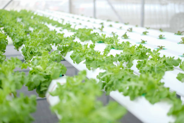 istock lettuce vegetable growing in hydroponic farm 1156351704