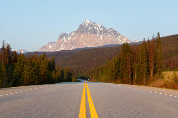 istock Evening road lined with trees leading to high mountain 1156351730