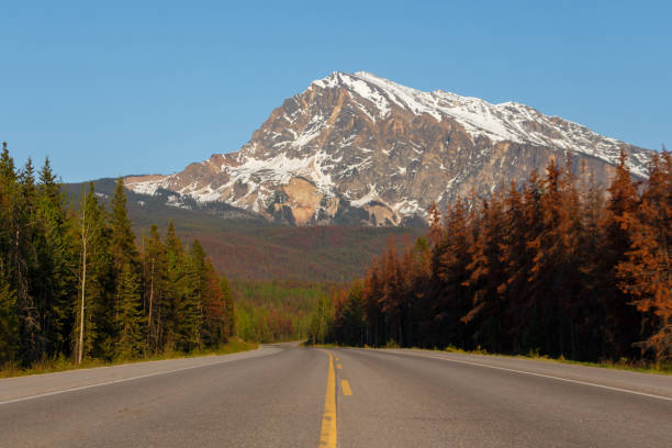 istock Tree lined road leading to high mountain 1156351737