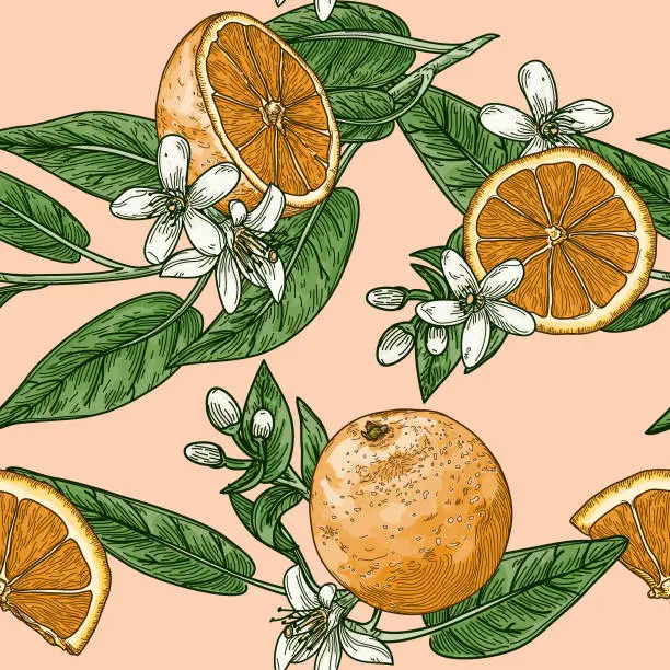 Vector illustration of Citrus and Orange Blossom Vintage Retro Style Seamless Pattern