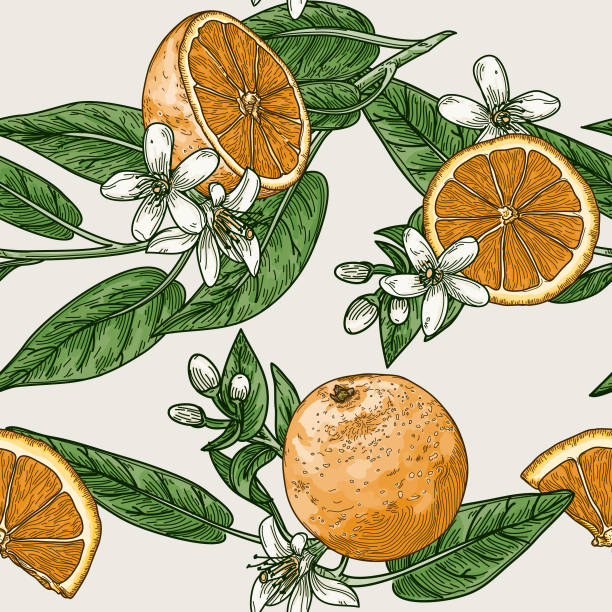감귤류와 오렌지 꽃 빈티지 복고풍 스타일 원활한 패턴 - 주황색 일러스트 stock illustrations