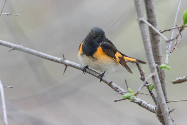 istock Male American redstart 1156352634