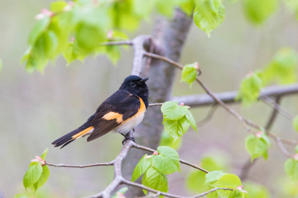 istock Male American redstart 1156352720