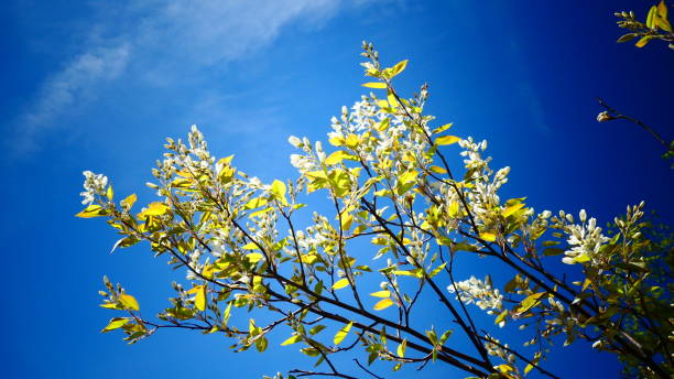 istock Canada's spring-flowering melancholy under blue skies 1156353656