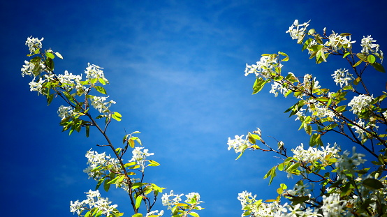Fleurs d'Amélanchier in close-up on a blue background