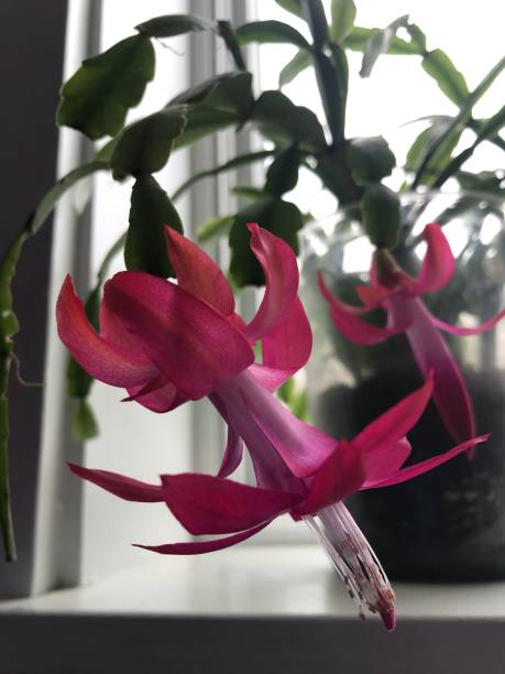 istock Grandma’s Christmas Cactus 1156355021