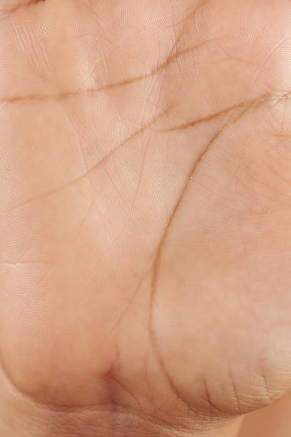 Close-up of palm tree leaf