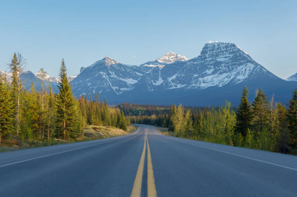 istock Evening road lined with trees leading to high mountains 1156356193