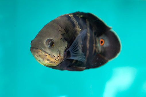 Oscar fish, tiger oscar, marble cichlid (Astronotus ocellatus).