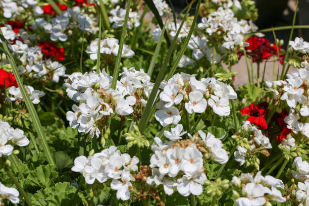 istock Beautiful flowers blooming in garden 1156366910