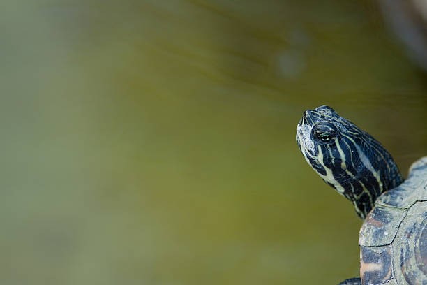 istock Little Turle Closeup with Copy Space 115636781
