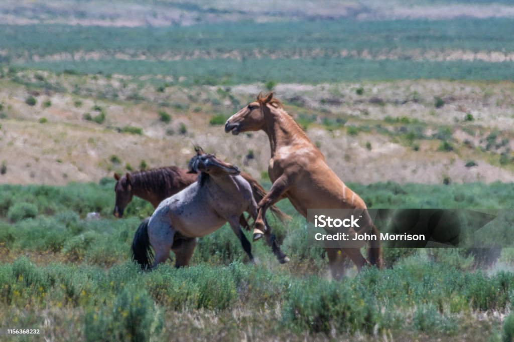 Wild horses of Sand Wash Basin herd fighting in Colorado Wild horses Animal Stock Photo