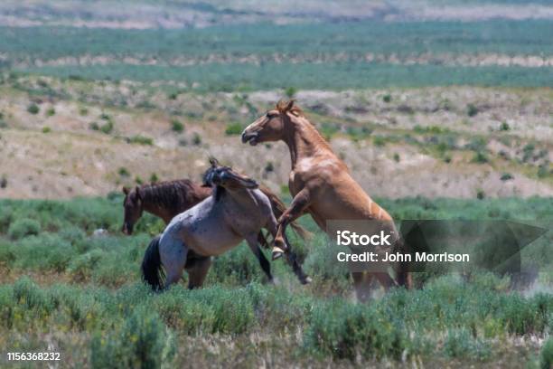 Wild Horses Of Sand Wash Basin Herd Fighting In Colorado Stock Photo - Download Image Now