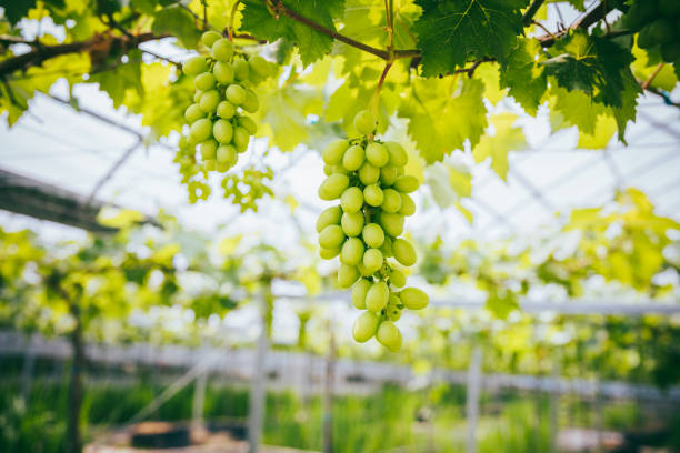 Organic, Organic Farm, Grape, Agriculture, Autumn Leaf Color, Back Lit