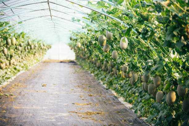 Fresh melon or cantaloupe large green are growing in organic farm