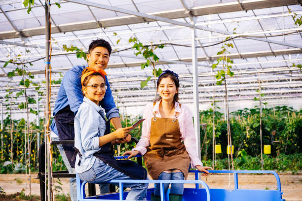 istock Three young Asian people working together in organic farm 1156370264