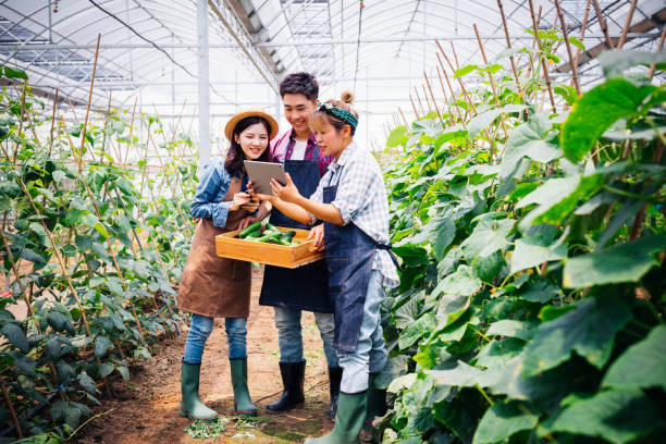 istock Three young Asian people working together with digital tablet in organic farm 1156370269