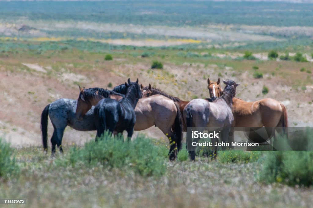 Wild horses of Sand Wash Basin herd in Colorado Wild horses Animal Stock Photo