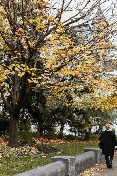 Autumn foliage in Montreal, Canada View of park and building exterior surrounded by yellow fall foliage in Montreal, Quebec place jacques cartier stock pictures, royalty-free photos & images