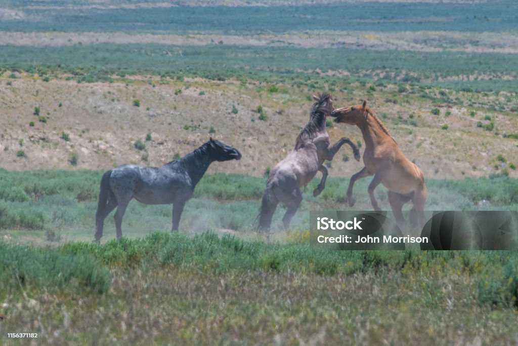 Wild horses of Sand Wash Basin herd in Colorado Wild horses Animal Stock Photo