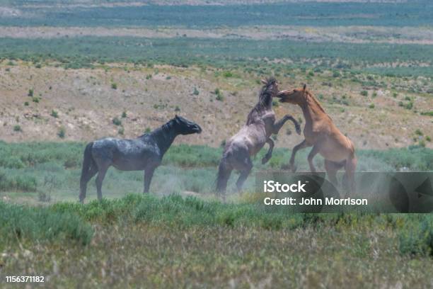 Wild Horses Of Sand Wash Basin Herd In Colorado Stock Photo - Download Image Now - Animal, Animal Themes, Animal Wildlife