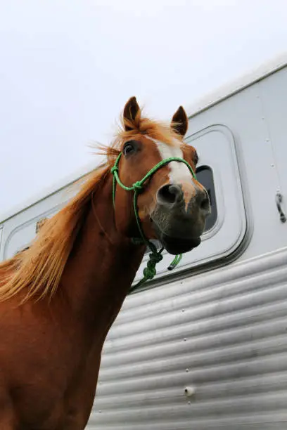 Photo of Powerful Horse Look