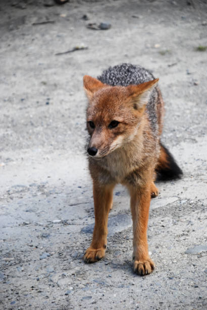 istock a wild little grey and red fox walking 1156371352