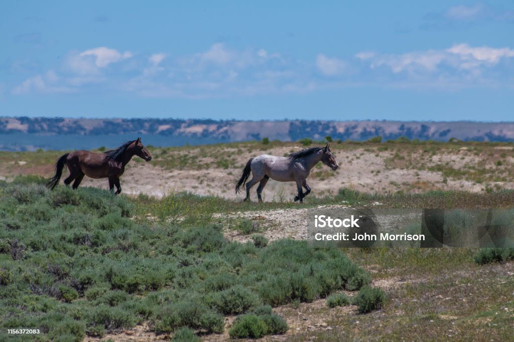 Wild horses of Sand Wash Basin herd in Colorado Wild horses Animal Stock Photo