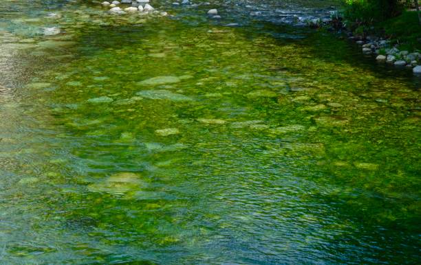 istock Washington's Green Skykomish River 1156372225