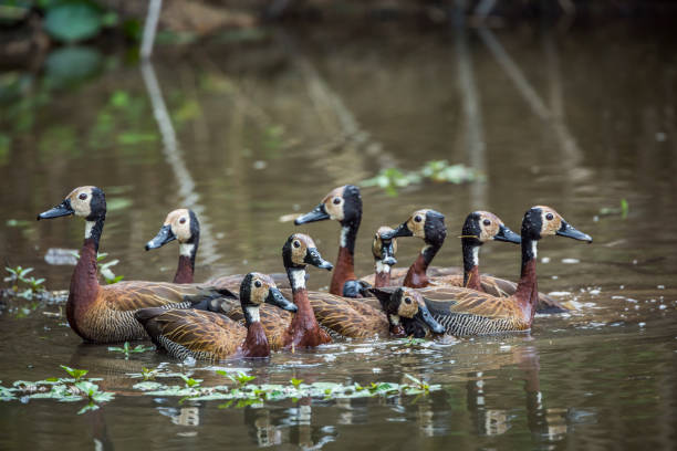 белый столкнулся с свистом утки в национальном парке крюгера, - white faced whistling duck стоковые фото и изображения