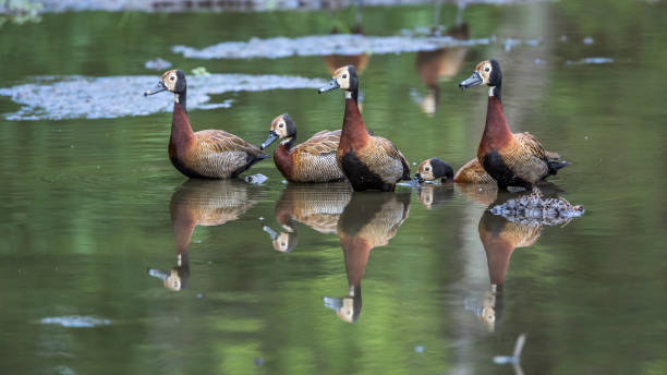 white face whistling-duck dans le parc national kruger, afrique du sud - white faced whistling duck photos et images de collection