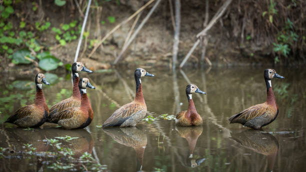 white face whistling-duck dans le parc national kruger, afrique du sud - white faced whistling duck photos et images de collection