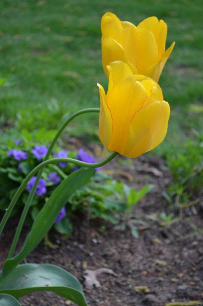 istock Two Yellow Tulips with Purple Flowers 1156374047