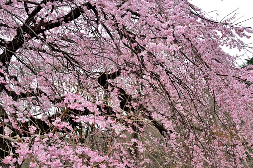 [Tsuruma Park] Cherry blossom branches with pale pink flowers in full bloom.