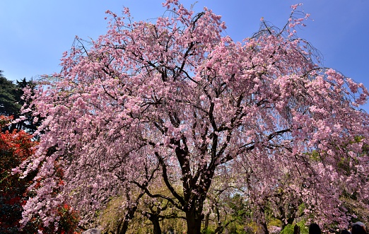 Cherry blossom is national flower of Japan and can be found everywhere during the cherry blossom season, whether in parks, gardens or just on the streets, which are very crowded by people doing hanami (cherry blossom viewing). 
There are several hundred species of cherry blossoms in Japan with differences in colors, number of petals, timing of bloom, and size and shape of flowers. I uploaded here some of such species, including drooping cherry blossoms with strong pinkish color.