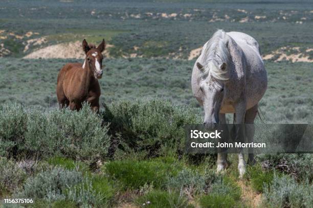 Wild Horses Of Sand Wash Basin Herd In Colorado Stock Photo - Download Image Now - Animal, Animal Themes, Animal Wildlife