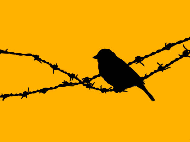 A bird sitting amidst barbed wire in silhouette