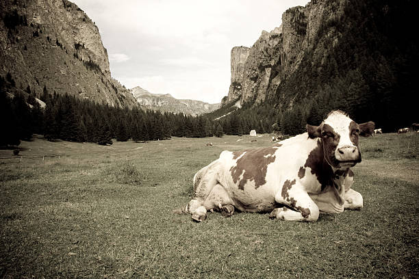istock Cow on Mountain, Vallunga - Dolomiti, Italian Alps 115637620