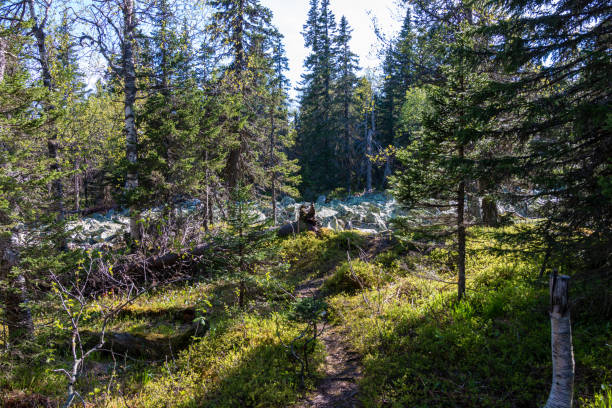 istock pristine, untouched forest in the highlands 1156376919