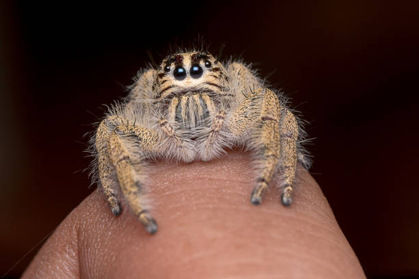 istock Close up hyllus diara spider on leaf 1156377602